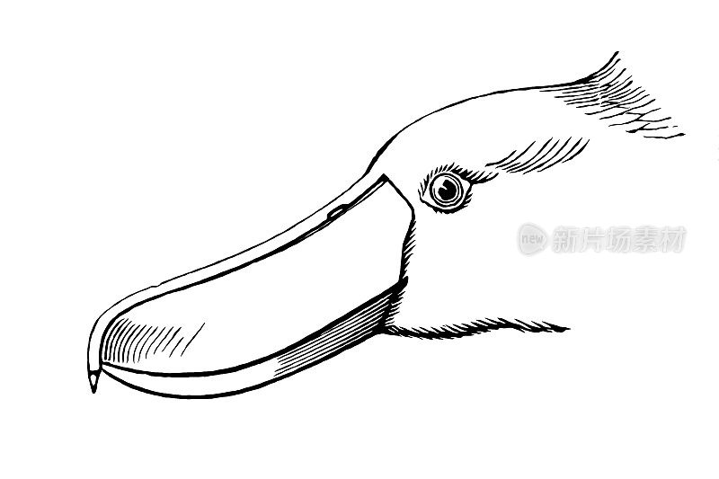 鞋嘴鹳(Balaeniceps rex)也被称为鲸头或鞋嘴鹳